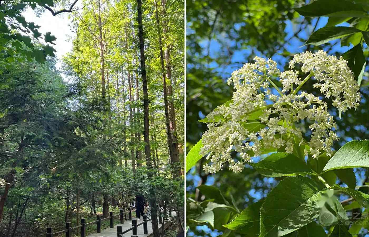 买不起但一定要知道!梵克雅宝动画腕表,蝴蝶报时+花瓣摇曳太梦幻 | 奈斯探表 买不起但一定要知道!梵克雅宝动画腕表,蝴蝶报时+花瓣摇曳太梦幻 | 奈斯探表